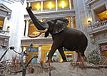 The Museum of Natural History at the Smithsonian thumbnail