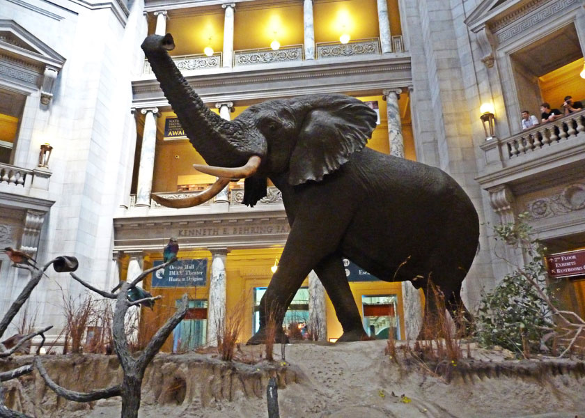 The Museum of Natural History at the Smithsonian
